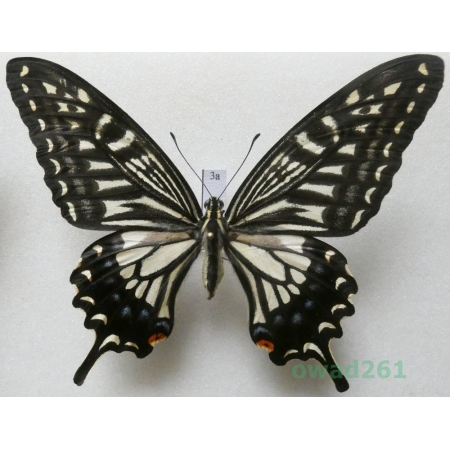 Papilio xuthus Linnaeus, 1767 female ex. ovo Japan 86mm3a